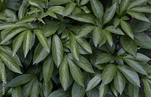 Close-up of beautiful green leaves of flower peony at the garden  top view. Beautiful plant under soft sunlight