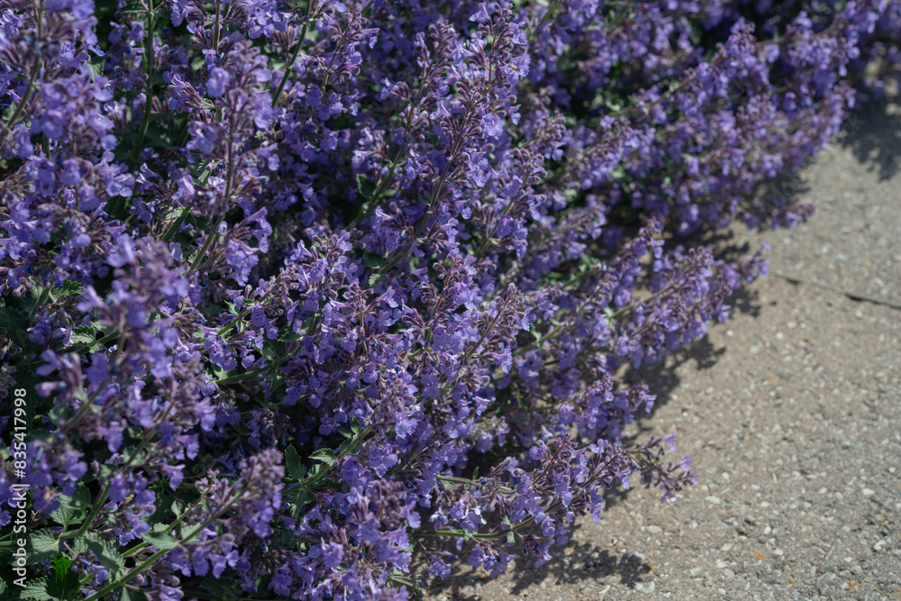 Obraz premium Perovskia atriplicifolia in bloom at an outdoor garden in spring