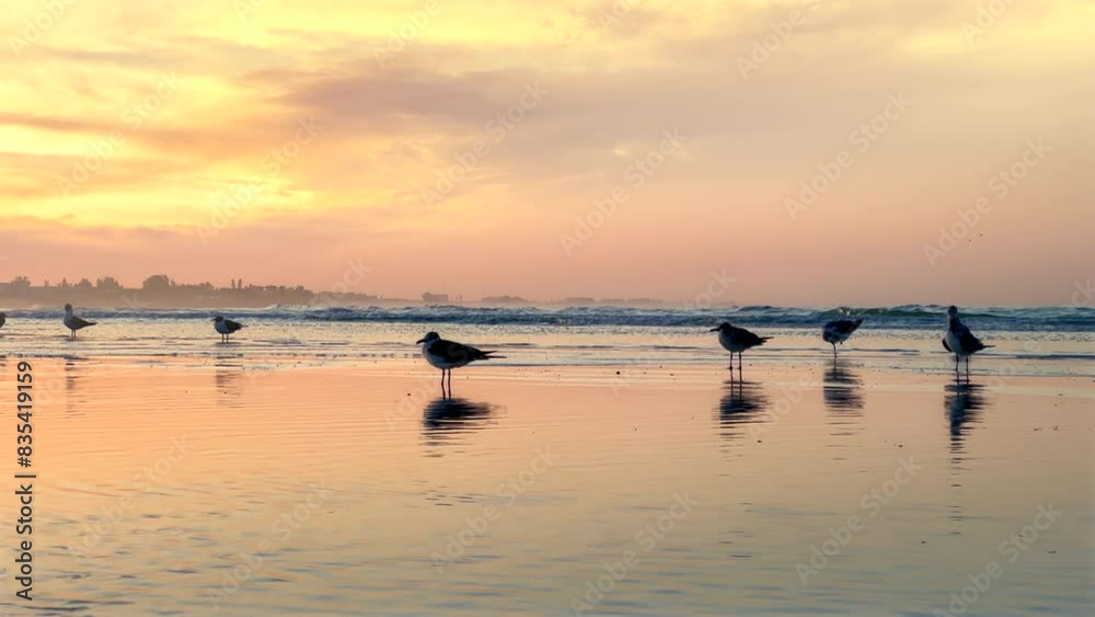 Group of seagulls on tropical sandy beach during orange color sunset in Sarasota, Florida Group of seagulls on tropical sandy beach during orange color sunset in Sarasota, Florida