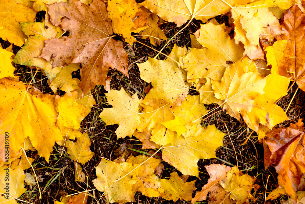 Autumn background with yellow leaves on ground in park. October landscape. November nature. Autumn background with yellow leaves on ground in park. October landscape. November nature.