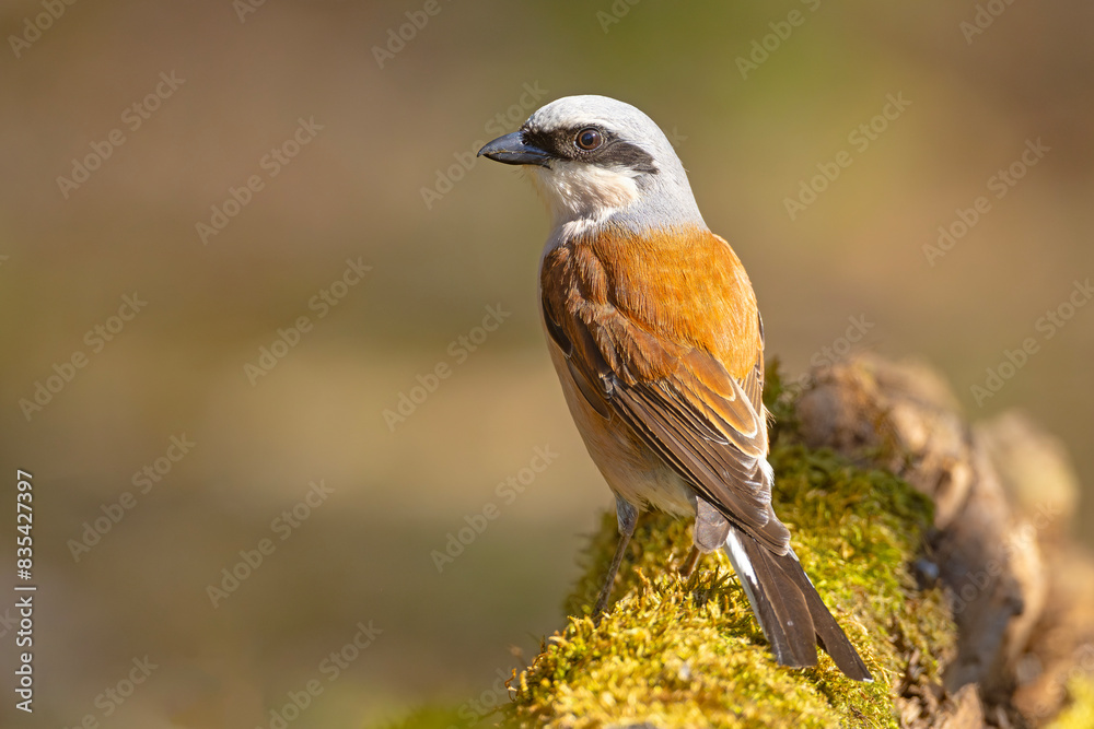 Gąsiorek (Lanius collurio)