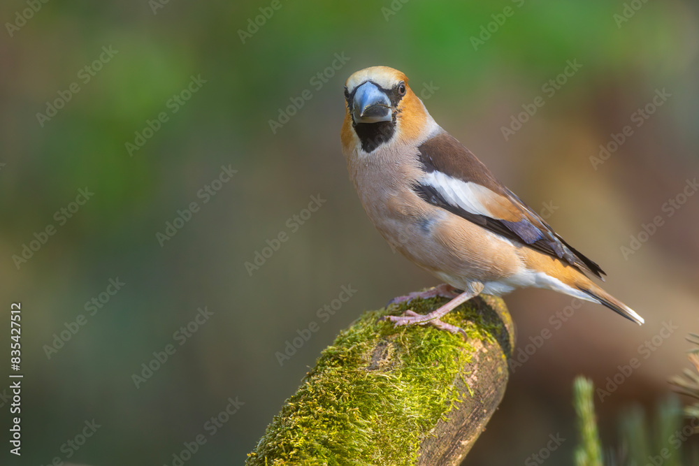 Fototapeta premium Grubodziób, pestkojad (Coccothraustes coccothraustes)