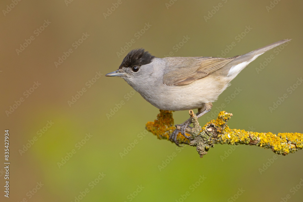 Fototapeta premium Kapturka (Sylvia atricapilla)