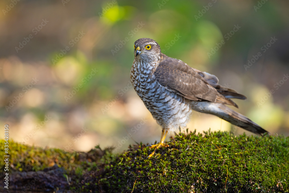 Krogulec (Accipiter nisus) Krogulec (Accipiter nisus)