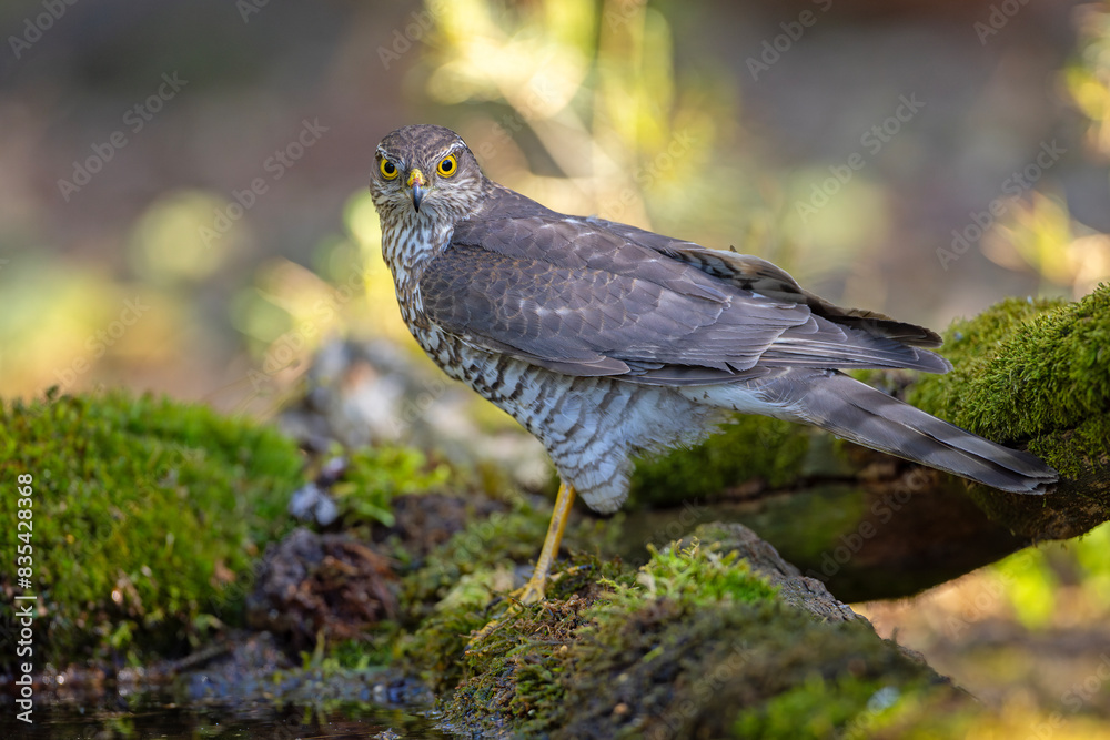 Krogulec (Accipiter nisus) Krogulec (Accipiter nisus)
