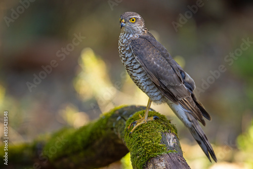 Krogulec (Accipiter nisus) #835428548