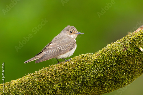 Muchołówka szara (Muscicapa striata)  #835428986