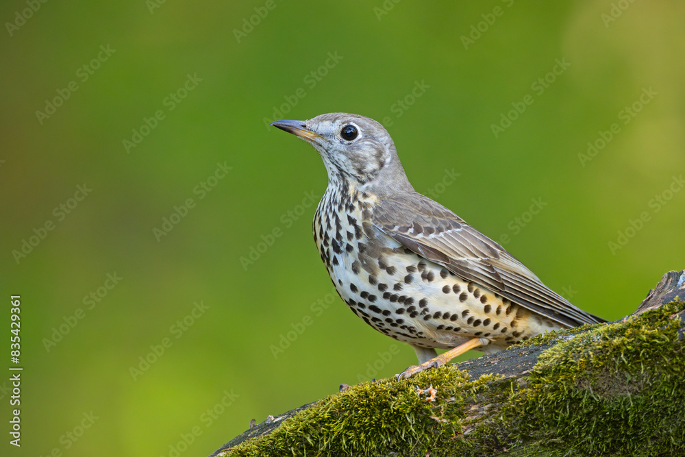 Paszkot (Turdus viscivorus) Paszkot (Turdus viscivorus)