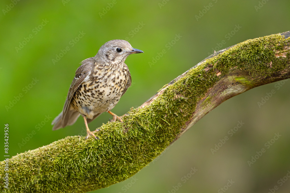Paszkot (Turdus viscivorus) Paszkot (Turdus viscivorus)