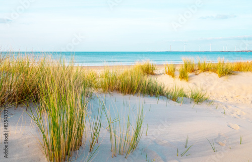 Beautiful dutch coastline at Texel island, Netherlands, in spring at sunset  © naturenow