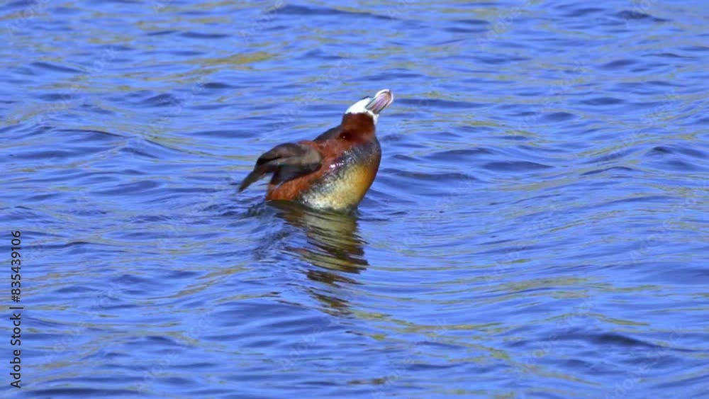 Capture of Ruddy Ducks in spring at Edmonton's lake. Watch male and female interact, court, feed, and swim. Ideal for nature lovers and bird watchers.
Capture of Ruddy Ducks in spring at Edmonton's lake. Watch male and female interact, court, feed, and swim. Ideal for nature lovers and bird watchers.