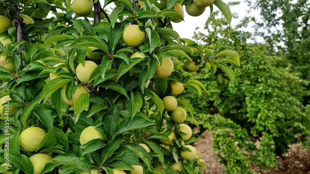 Yellow ripe plum on tree branch in orchard. Close up. Yellow ripe plum on tree branch in orchard. Close up.