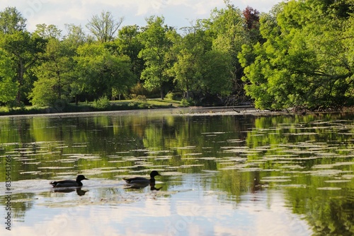 ducks in the lake