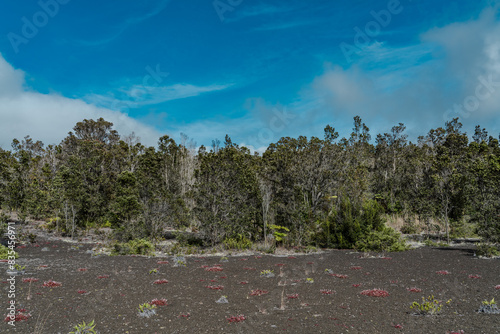 Devastation Trail, cinder cone, Puʻupuaʻi, Hawaii Volcanoes National Park, Kilauea Volcano Plant, Metrosideros polymorpha, the ʻōhiʻa lehua, is a species of flowering evergreen tree in the myrtle  photo