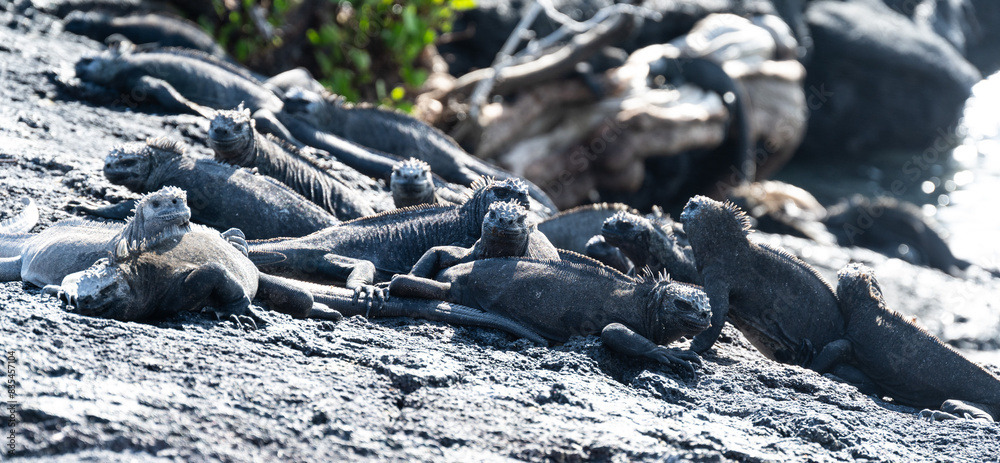 Tangle of grey iguanas congregating on bare rocky area in sunshine