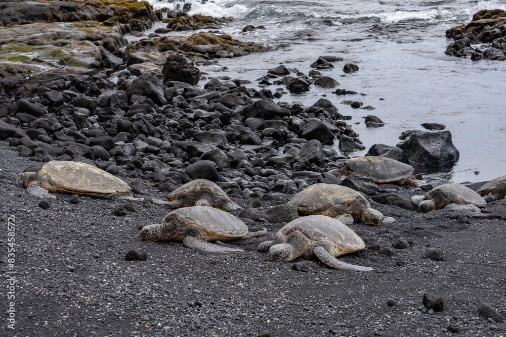 Obraz premium The green sea turtle (Chelonia mydas), also known as the green turtle, black (sea) turtle or Pacific green turtle, family Cheloniidae. Punalu'u Black Sand Beach, Big island Hawaii