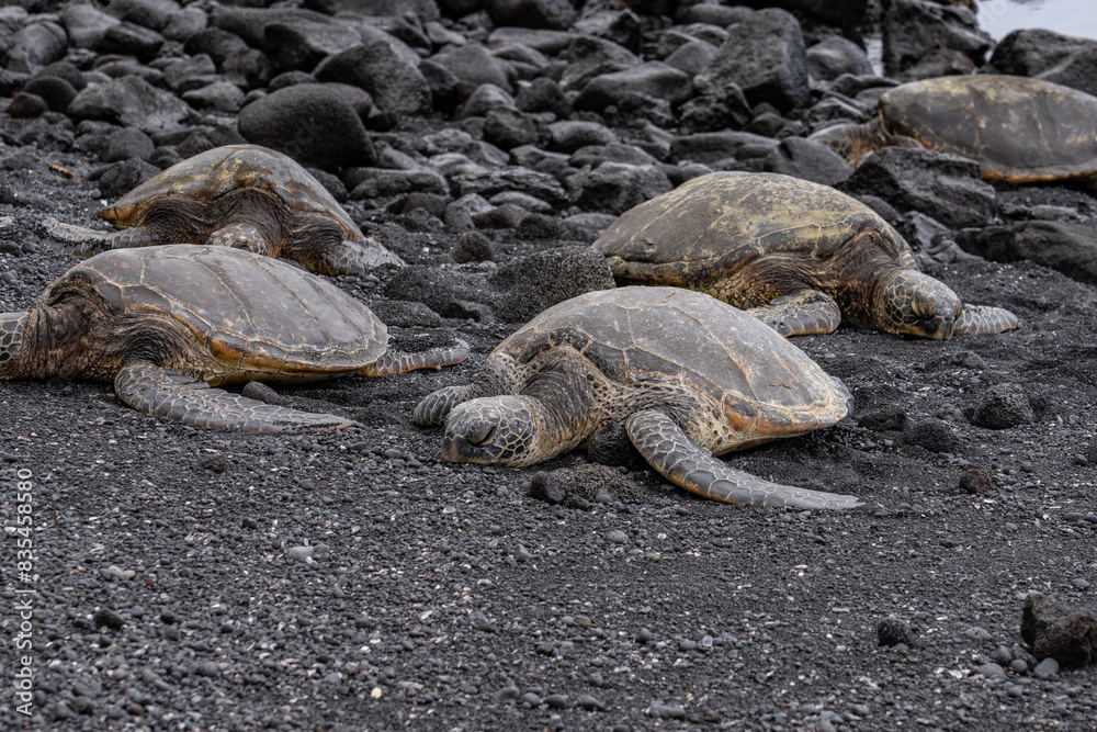 Obraz premium The green sea turtle (Chelonia mydas), also known as the green turtle, black (sea) turtle or Pacific green turtle, family Cheloniidae. Punalu'u Black Sand Beach, Big island Hawaii