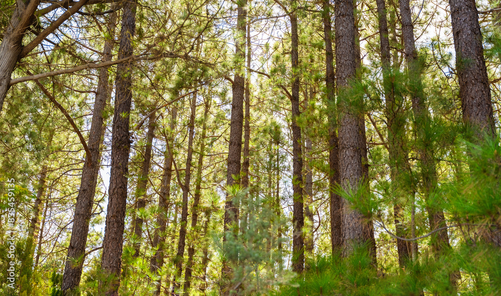 Obraz premium pine, green forest, lit by the golden sun, island of Tenerife against blue sky