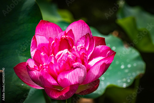 pink lotus flower, hasedera temple, hase-dera, kamakura, tree, red lantern, japan, buddhist temple photo