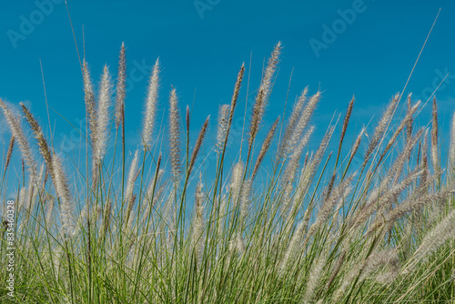 Cenchrus setaceus  commonly known as crimson fountaingrass  is a C4 perennial bunch grass  Keahole Airport Rd  Kona International Airport. Hawaii plant