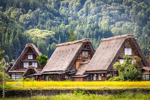 traditional japanese houses in shirakawago, gifu prefecture, japan, thatched roofs, triangle, wooden, rice paddies, rice