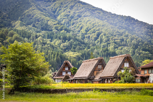 traditional japanese houses in shirakawago, gifu prefecture, japan, thatched roofs, triangle, wooden, rice paddies, rice
