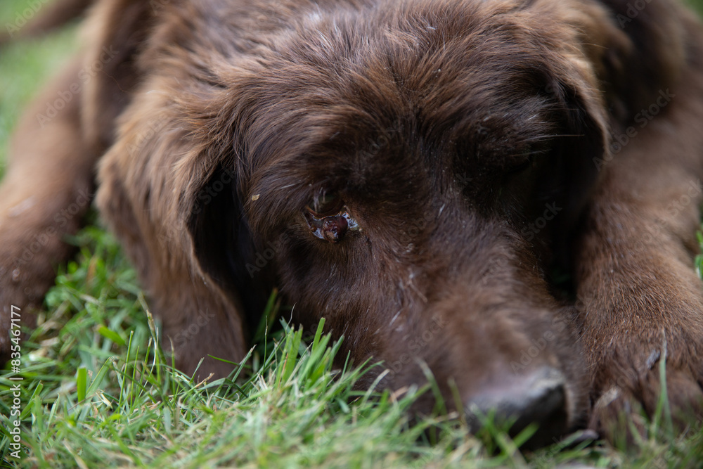 Poor poor dog with a problem eye disease laid his head on the grass brown labrador Poor poor dog with a problem eye disease laid his head on the grass brown labrador