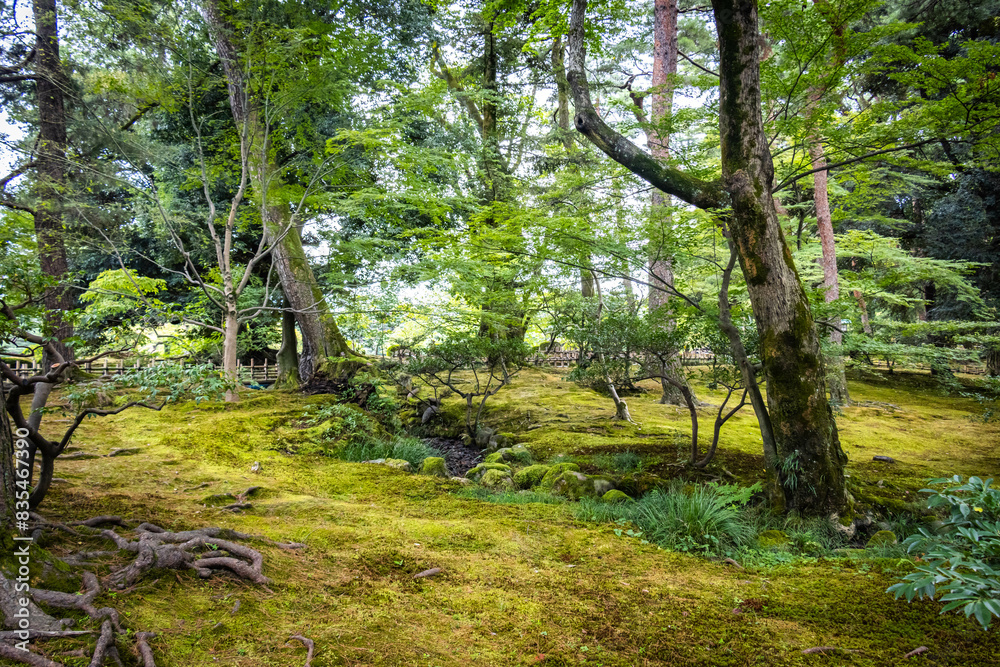 Fototapeta premium trees in the park, kenrokuen, kenroku-en, kanazawa, japan, three great gardens, japanese garden, zen garden