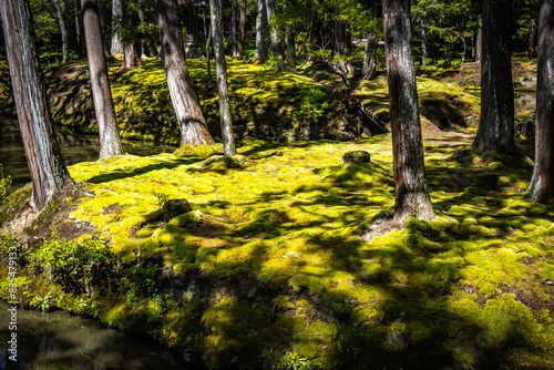 moss temple, saihoji, saiho-ji, kokedera, temple, kyoto, moss, world heritage, tranquility, japan,  photo