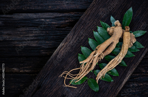 Ginseng or Panax ginseng on eurycoma longifolia Jack tree and branch green leaves on natural background. photo