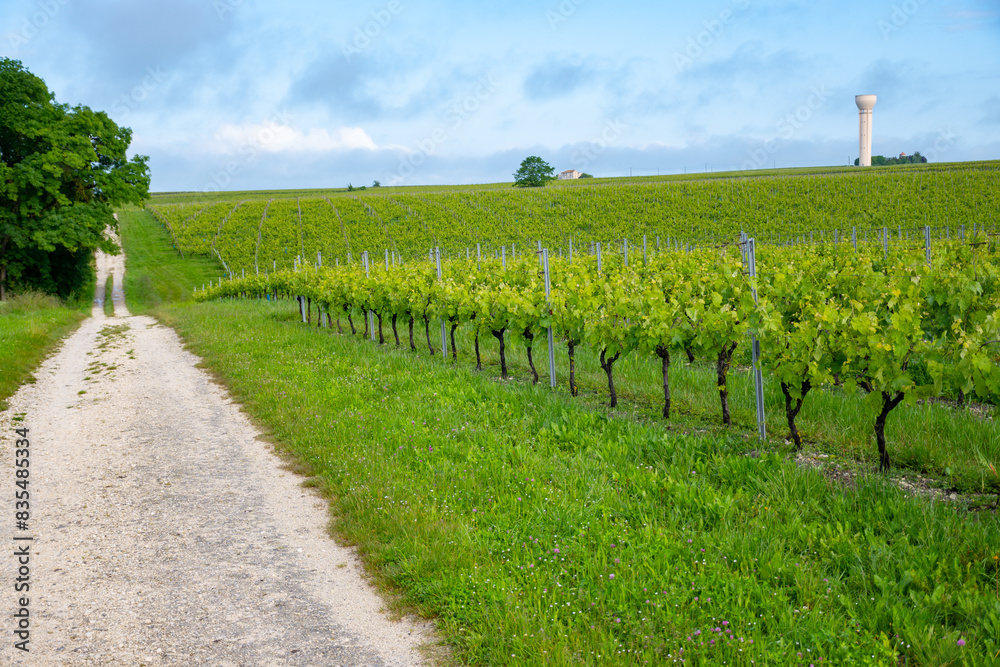 Naklejka premium Summer on vineyards of Cognac white wine region, Charente, white ugni blanc grape uses for Cognac strong spirits distillation, France, Grand Champagne region
