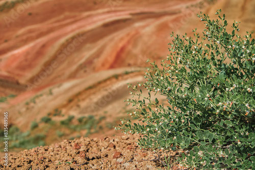 Selective focus on a flowering bush against the backdrop of red mountains. The unique landscape and expansive views create a visually breathtaking landscape of Kvemo Kartli, copy space for the concept photo