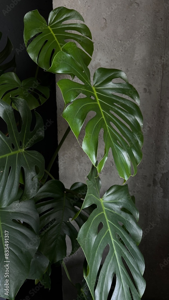 Monstera on a concrete background Monstera on a concrete background