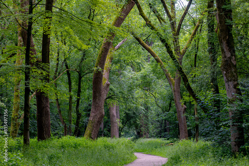 Park and outdoor concept, Spring landscape with pathway into through the wood, New young green leaves on twig in the forest, Rows of big trees trunks along the walkways, Nature greenery background.