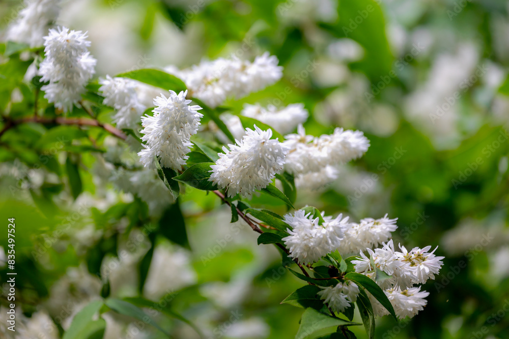 Selective focus white flowers of Fuzzy deutzia blooming on the tree in the park, Deutzia scabra is a species of flowering plant in the hydrangea family (Hydrangeaceae) Nature floral background. Selective focus white flowers of Fuzzy deutzia blooming on the tree in the park, Deutzia scabra is a species of flowering plant in the hydrangea family (Hydrangeaceae) Nature floral background.