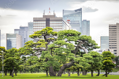 japanese garden in front of marunouchi buildings, skyline, skyscrapers, tokyo, japan, asia photo