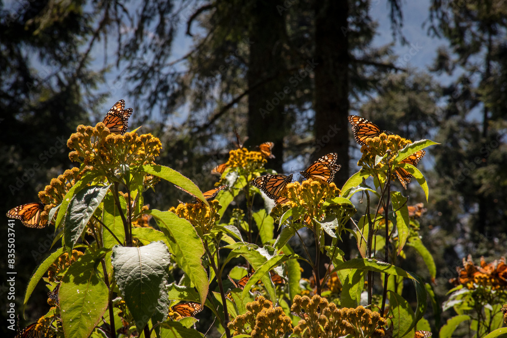 Obraz premium Mariposas monarca