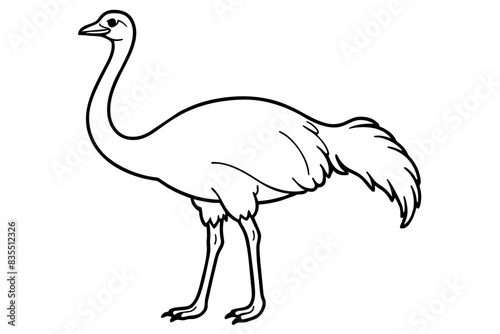 ostrich vector illustration