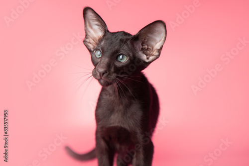 Schilderij op canvas portrait of a cute black oriental cat looking at camera in front of pink background