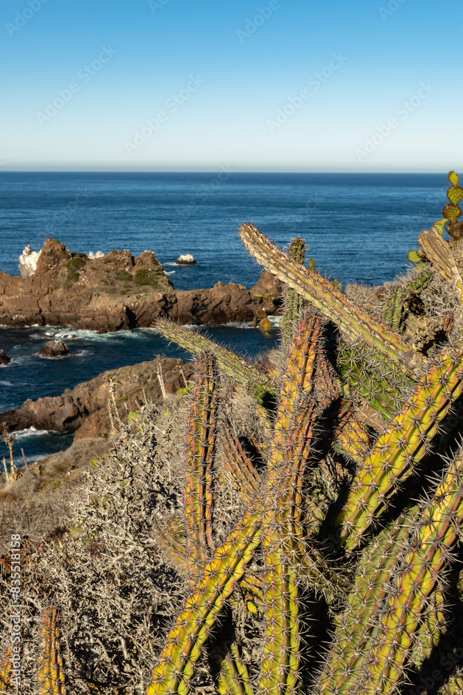 Velvet cactus on the cliffs of the seashore Velvet cactus on the cliffs of the seashore