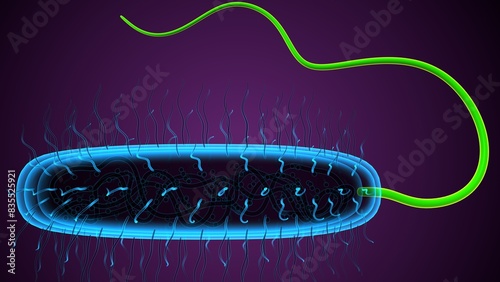 micro bacteria anatomy. 3d illustration photo