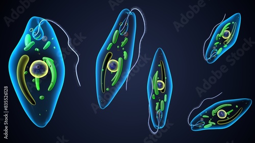 euglena reproduction anatomy. 3d render photo