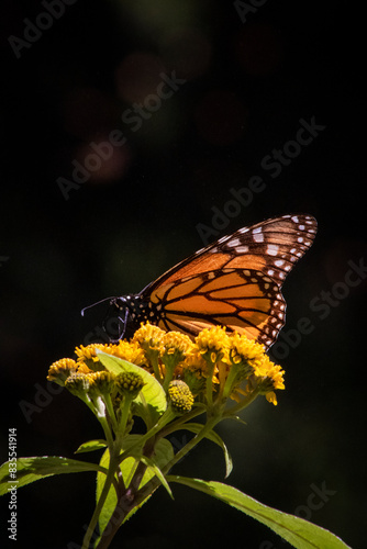 Mariposas monarca