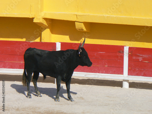 Bullfighting or tauromachy