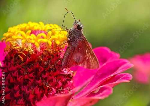 Skipper Butterfly- Close up detail of skipper butterfly on the flower