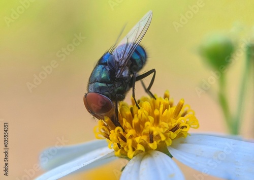 Flies on flowers. Close up detail of a green fly. Fly macro