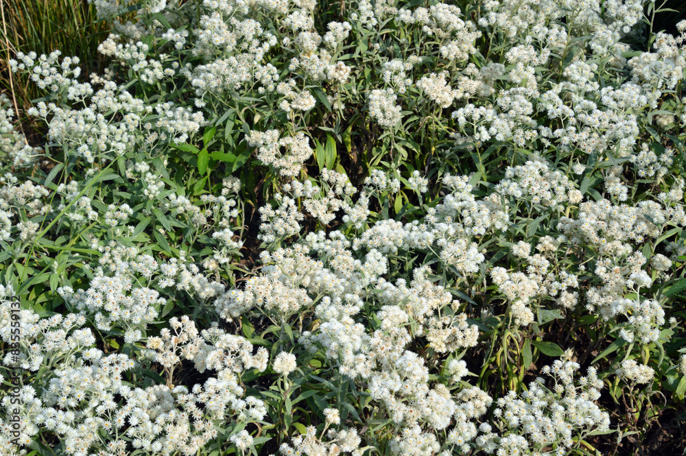 Anaphalis pearly. Anaphalis pearly.