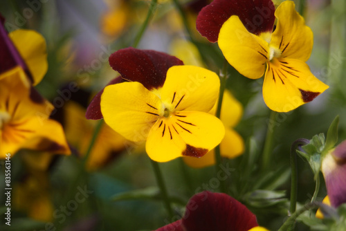 Yellow flowers, yellow pollen, flowers in America, wild flowers, flowers that bloom in summer in America