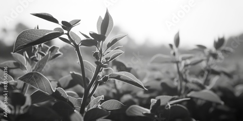 A close-up of a leafy plant in monochrome tones photo