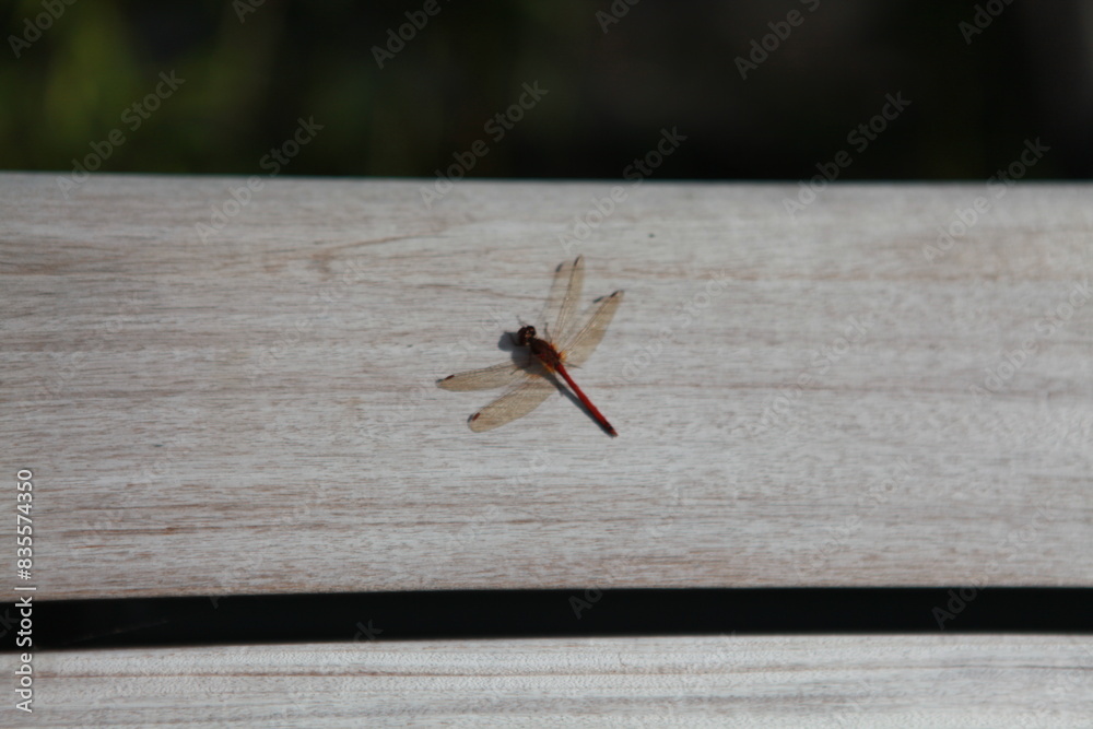 Dragonfly on wooden bench, closeup Dragonfly on wooden bench, closeup